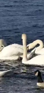 A group of swans floating peacefully on a deep blue lake.