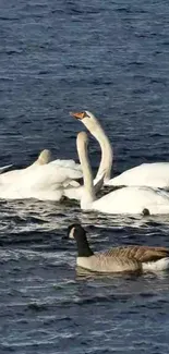 Elegant swans gracefully swimming in calm blue water.