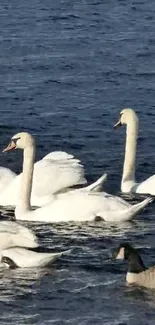 Swans gracefully floating on calm blue waters with gentle ripples.