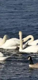 Swans glide on calm blue water under sunlight in peaceful scene.