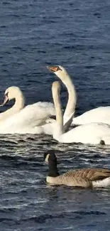 Elegant swans gliding on a tranquil dark blue lake.