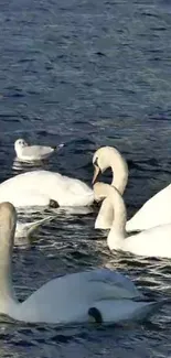 Beautiful white swans gracefully swimming in a tranquil blue lake.