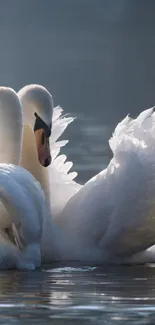 Two elegant swans gracefully floating on a serene lake.