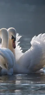 Two elegant swans glide gracefully on calm water, exuding serenity and beauty.