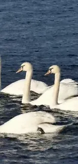 Graceful swans gliding on a tranquil blue lake.