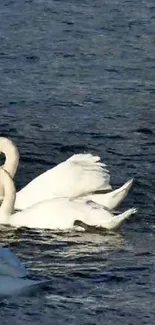 Elegant swans swimming peacefully in blue water.