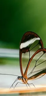 Graceful transparent butterfly on a serene green background.