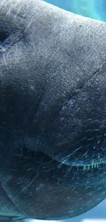 Close-up of a manatee swimming underwater, showing textured skin.