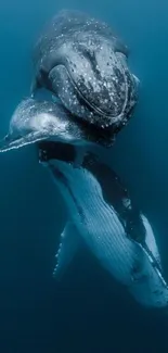 Two whales gracefully swim in a serene underwater scene with a blue backdrop.