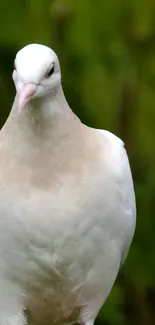 White dove on a green blurred background.