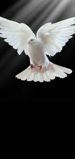 White dove gracefully flying with wings spread on a dark background.