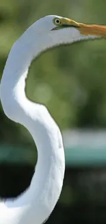 Close-up of a graceful white egret against a blurred natural background.