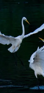 Two white egrets gracefully flying over a dark, tranquil lake.