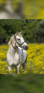 Majestic white horse in a vibrant yellow flower field.