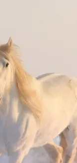 White horse galloping through snowy field.