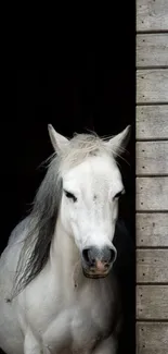 Majestic white horse standing by a rustic wooden stable.