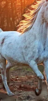 Majestic white horse galloping at sunrise.