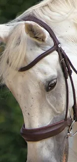 Graceful white horse with bridle, nature wallpaper.