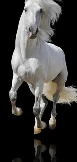 Graceful white horse stands out against a black background.