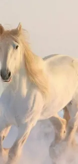 White horse running gracefully in snow.