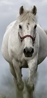 Majestic white horse running in nature