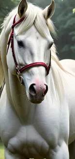 White horse with red bridle in a forest, showcasing elegance and grace.