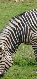 Zebra with striking stripes on green grass, perfect for phone wallpaper.