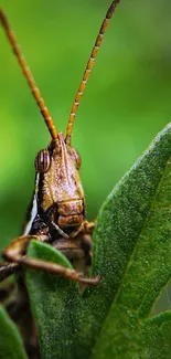 Close-up of a grasshopper on a green leaf for a mobile wallpaper.