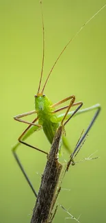 Close-up photo of a green grasshopper on a branch with a blurred green background.