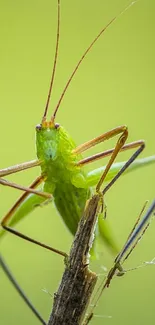 Green grasshopper on twig with blurred green background.