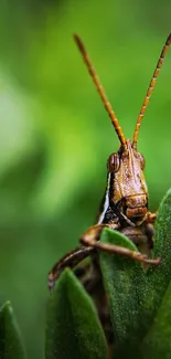 Close-up of a grasshopper on a green leaf, showcasing nature's vibrant details.