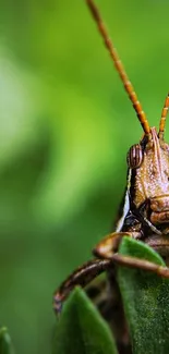 Close-up of a grasshopper perched on a vibrant green leaf.