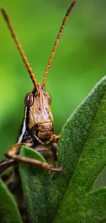 Close-up of a grasshopper on a green leaf in nature.