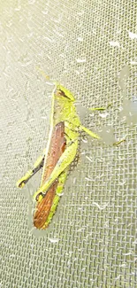 Green grasshopper on a wet mesh surface in close-up view.