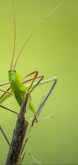 Close-up of a green grasshopper on a branch with a vibrant green background.