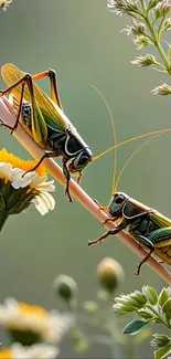 Grasshoppers on flower with green foliage background.