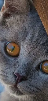 Close-up of a gray cat with amber eyes, perfect for a serene mobile wallpaper.