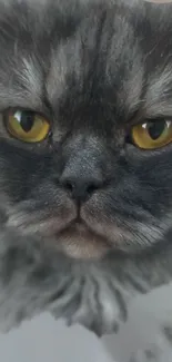 Close-up of a gray cat with yellow eyes.