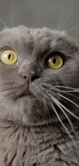 Close-up of a gray cat with striking yellow eyes.