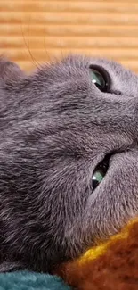 Close-up of a gray cat with green eyes, lying down.