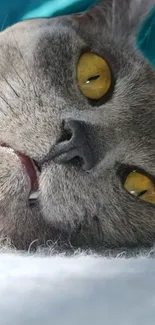 Close-up wallpaper of a gray cat with piercing golden eyes.