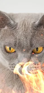 Gray cat with yellow eyes on a white background.