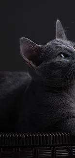 Gray cat reclining on a dark textured surface in low light.