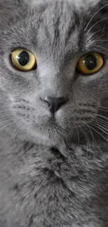 Gray cat with striking eyes mobile wallpaper.