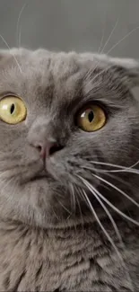 Close-up wallpaper of a gray cat with striking golden eyes.