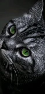 Gray cat with striking green eyes in a close-up portrait for mobile wallpaper.