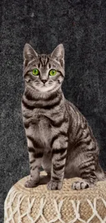 Gray tabby cat with green eyes on a woven stool against a dark background.