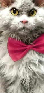 Fluffy gray cat with a vibrant pink bow tie in a stylish pose.