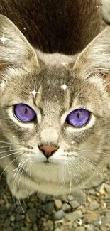 Gray cat with striking purple eyes looking up.