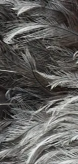 Intricate gray feather mobile wallpaper with elegant texture.